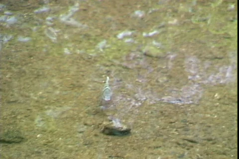 Reef Fish-2 Video stock 819815