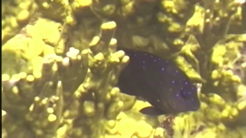 REEF FISH 6 Video stock 306543643