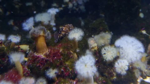 Reef fish and corals 스톡 동영상 74631891