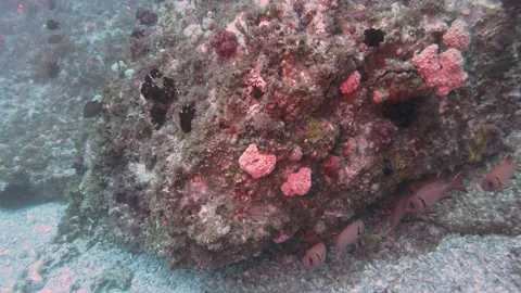 Reef Fish and Soft Corals Video stock 149898938