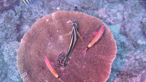 Reef Fish Cleaning Station Video stock 149639775