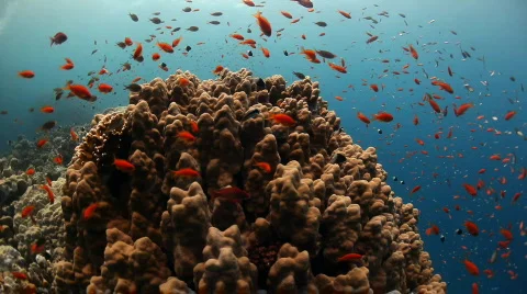 Reef fish with coral Stock Footage 537886