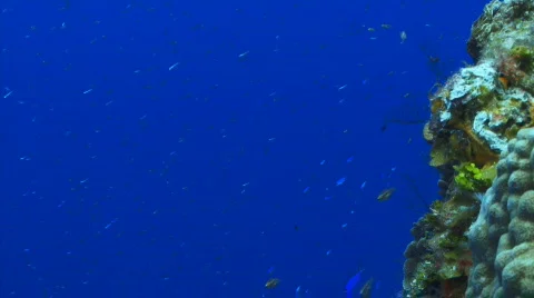 Reef fish on coral wall Stock Footage 721834