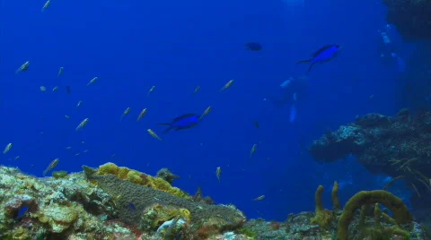 Reef fish on coral wall Stock Footage 721837