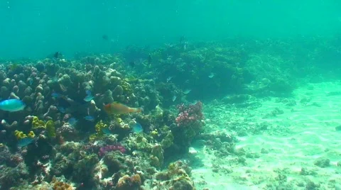 Reef fish everywhere Stock Footage 332356