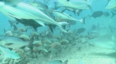 Reef fish everywhere Stock Footage