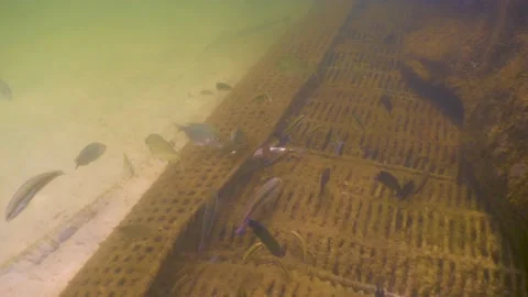 Reef fish feeding on a dead mullet fish on ocean floor Stock Footage 135363573
