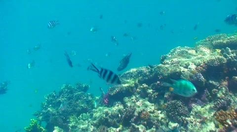 Reef fish feeding Stock Footage 332023