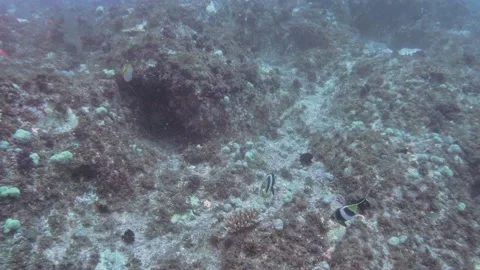 Reef Fish fighting over feeding spot Vidéo 149898987