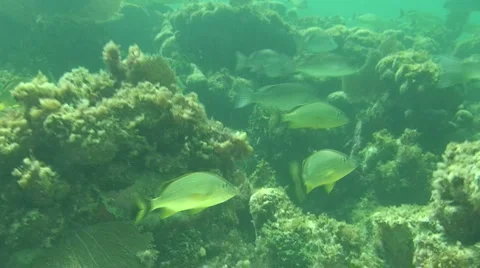 Reef Fish Stock Footage 988819