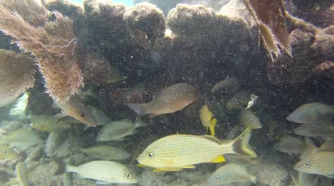 Reef Fish Stock Footage 7903302
