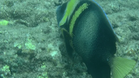 Reef fish 库存影片 86802121