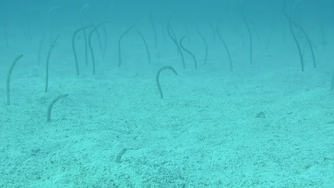 Reef fish 库存影片 86870955