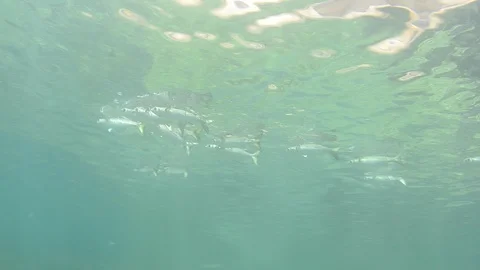 Reef fish 库存影片 86927584