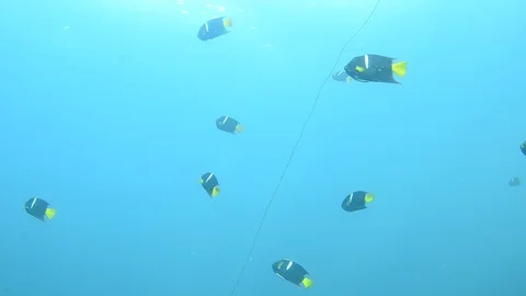 Reef fish Stock Footage 86989655