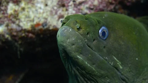 Reef fish 库存影片 86989826