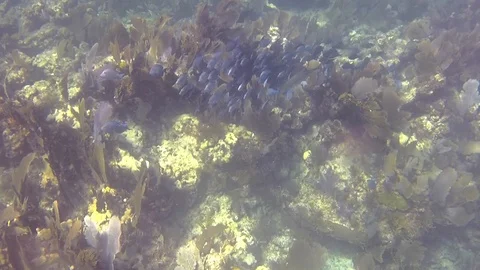 Reef fish Stock-Footage 104067758