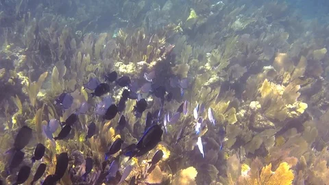 Reef fish Stock-Footage 104067774