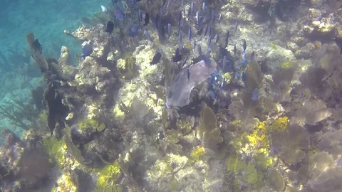 Reef fish Stock Footage 104067779