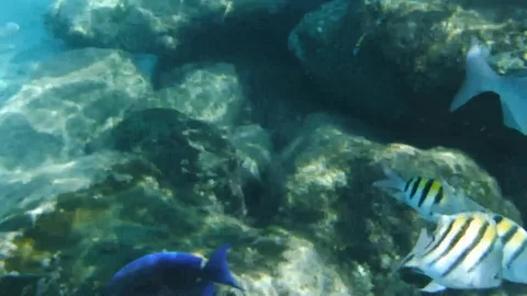 Reef fish Stock Footage 107113502