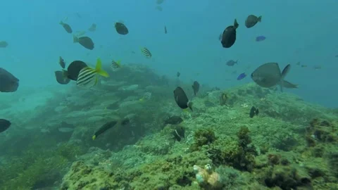 Reef Fish Stock Footage 146101314