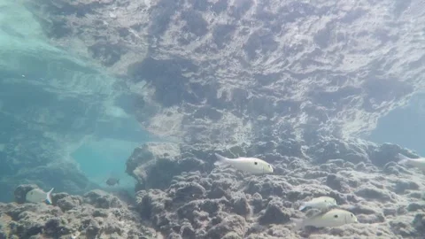 Reef Fish Video stock 165183278