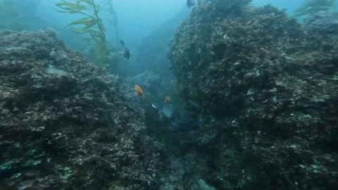 Reef Fish Stock Footage 170801274