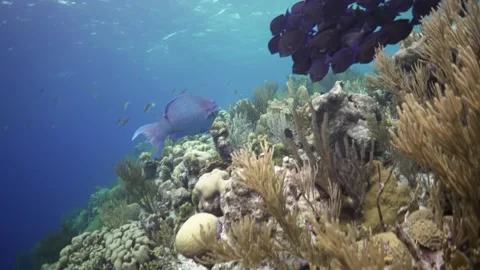 Reef Fish Stock Footage 244650919
