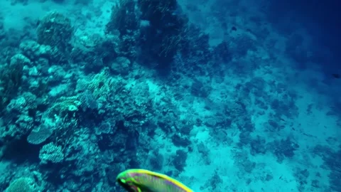 Reef Fish Over Coral Slope in Sharm El Sheikh, Egypt Video stock 342894322