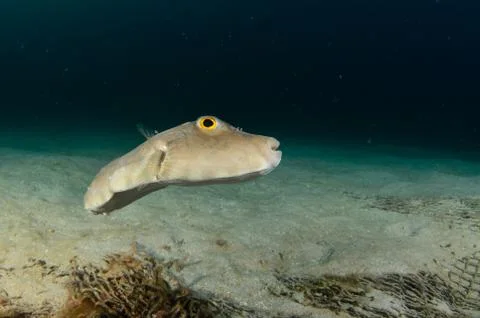 Reef fish Stock Photos