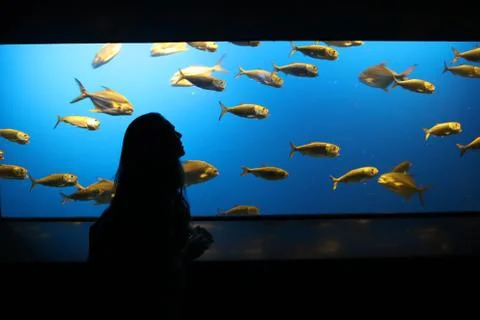 Reef Fish Stock Photos