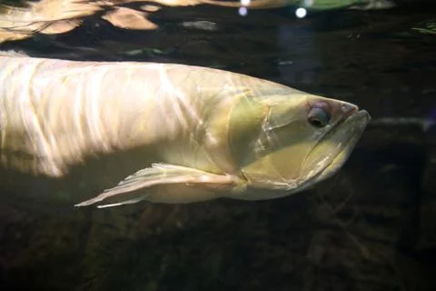 Reef Fish Stock Photos
