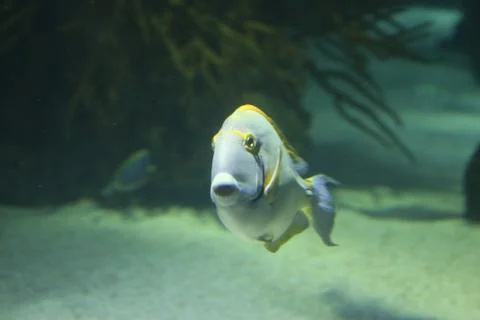 Reef Fish Stock Photos