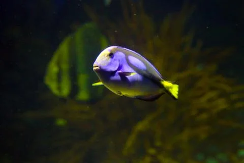 Reef Fish Foto stock