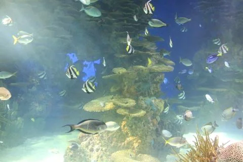 Reef Fish Stock Photos