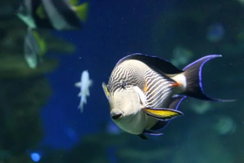 Reef Fish Foto stock