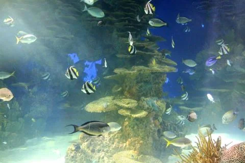 Reef Fish Stock Photos