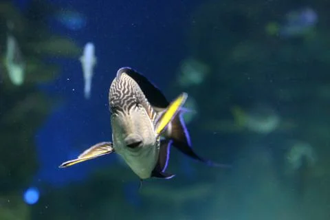 Reef Fish Stock Photos