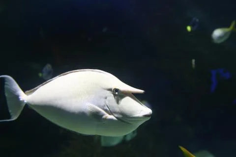 Reef Fish Stock Photos