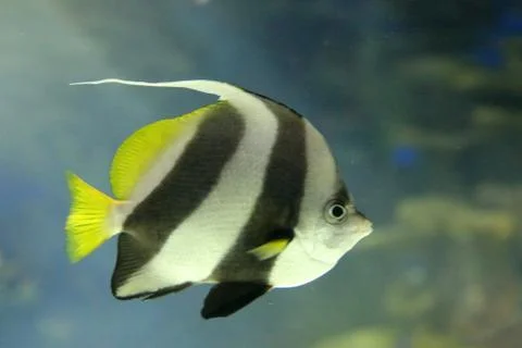 Reef Fish Stock Photos