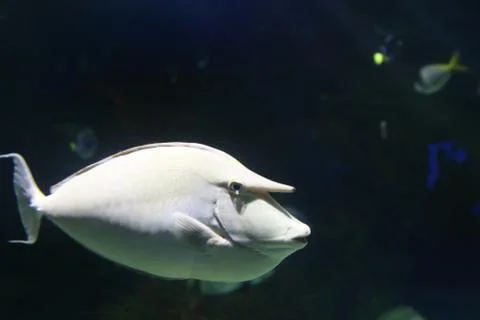 Reef Fish Stock Photos