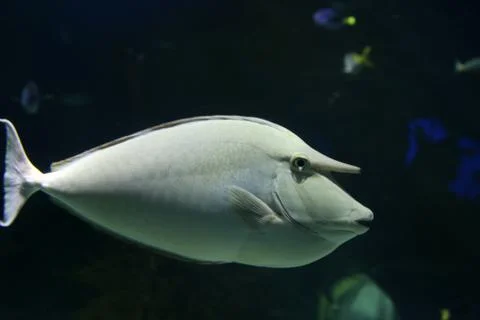 Reef Fish Stock Photos