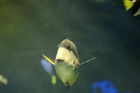 Reef Fish Stock Photos