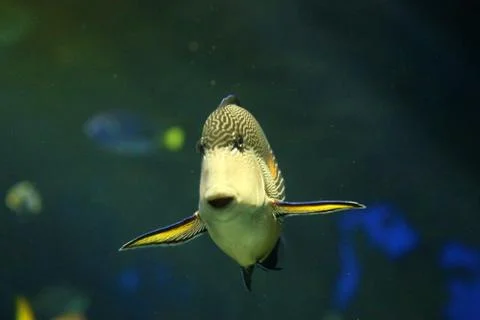 Reef Fish Stock Photos