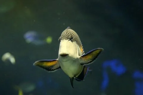 Reef Fish Stock Photos