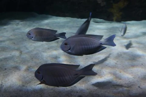 Reef Fish Stock Photos