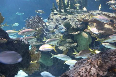 Reef Fish Stock Photos