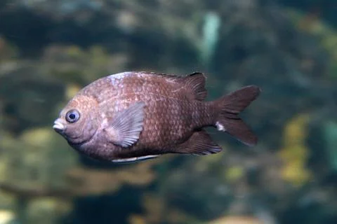 Reef Fish Stock Photos