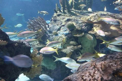 Reef Fish Foto stock