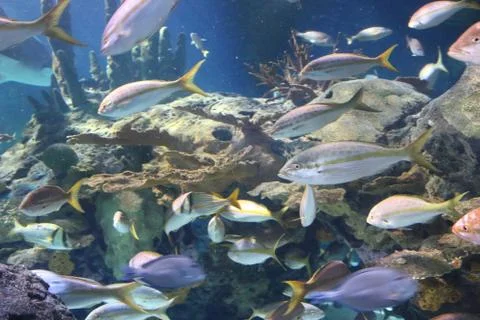 Reef Fish Stock Photos